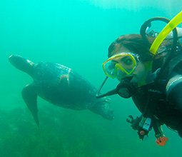 Diving with sea turtles in the North